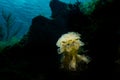 Lettuce leaf sea slug Royalty Free Stock Photo