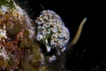 A Lettuce Leaf Sea Slug (Elysia crispata) Royalty Free Stock Photo