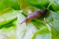 Lettuce leaf with snail Royalty Free Stock Photo