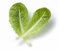 Lettuce Romaine Leaf Royalty Free Stock Photo