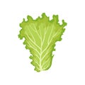 Lettuce leaf, vegetarian healthy food, organic leafy vegetable for cooking vector Illustration on a white background