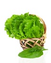 Lettuce leaves Royalty Free Stock Photo