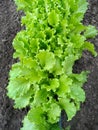 Lettuce leaves bushes grow on the ground top view.