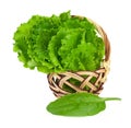 Lettuce leaves Royalty Free Stock Photo