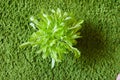 Lettuce leaves on green background. Top view