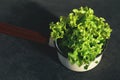 Lettuce leaves. Royalty Free Stock Photo