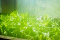 Lettuce leaves grow in the greenhouse at the window, bathed in sunlight in the haze of high humidity Royalty Free Stock Photo