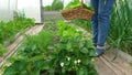 lettuce leaves grow in a greenhouse. A woman's hand plucks lettuce leaves in the beds in the greenhouse. ingathering