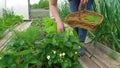 lettuce leaves grow in a greenhouse. A woman's hand plucks lettuce leaves in the beds in the greenhouse. ingathering