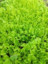 Lettuce leaves