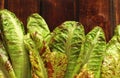 lettuce leaves royal feast in a wooden box