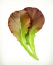 Lettuce leaves vector illustration Royalty Free Stock Photo