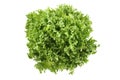 Lettuce - lollo bindo Royalty Free Stock Photo