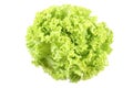 Lettuce - lollo bindo Royalty Free Stock Photo