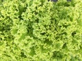 Lettuce Lollo Bionda background. Fresh salad leaves at organic vegetable market. Royalty Free Stock Photo