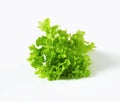 Lettuce Lollo Bionda