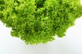 Lettuce Lollo Bionda Royalty Free Stock Photo