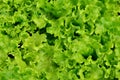 Lettuce lollo bionda Royalty Free Stock Photo