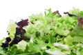 Lettuce mix Royalty Free Stock Photo