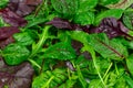 Lettuce mix leaves background. Fresh salad sample with arugula, purple salad, spinach. View from above. Royalty Free Stock Photo