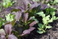 Lettuce mustard Brassica juncea rises in a garden bed Royalty Free Stock Photo