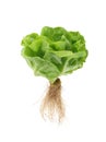 Lettuce nontoxic organic isolated on white Royalty Free Stock Photo