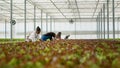 Lettuce pickers working in greenhouse harvesting lettuce doing quality control removing damaged leaves