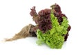 Lettuce Plant Royalty Free Stock Photo