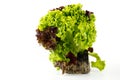 Lettuce plant