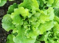 Lettuce plant in field