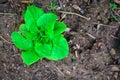 Lettuce plant growing in garden Royalty Free Stock Photo