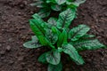 Lettuce plant growing in garden Royalty Free Stock Photo