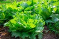 Lettuce plant growing in the home garden Royalty Free Stock Photo