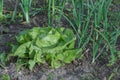 Lettuce plant growing in the soil of the garden outdoors lactuca sativa Royalty Free Stock Photo