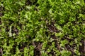 Lettuce plant growing in the vegetable garden,Lettuce sunlight, Royalty Free Stock Photo