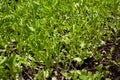 Lettuce plant growing in the vegetable garden,Lettuce sunlight, Royalty Free Stock Photo