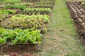 lettuce plant growing in vegetable garden. soil cultivation. Agricultural industry. Royalty Free Stock Photo