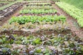 lettuce plant growing in vegetable garden. soil cultivation. Agricultural industry. Royalty Free Stock Photo