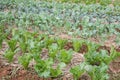 lettuce plant growing in vegetable garden. soil cultivation. Agricultural industry. Royalty Free Stock Photo