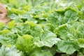 lettuce plant growing in vegetable garden. soil cultivation. Agricultural industry. Royalty Free Stock Photo