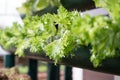 lettuce plant growing in vegetable garden. soil cultivation. Agricultural industry. Royalty Free Stock Photo