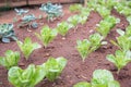 lettuce plant growing in vegetable garden. soil cultivation. Agricultural industry. Royalty Free Stock Photo