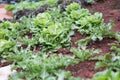 lettuce plant growing in vegetable garden. soil cultivation. Agricultural industry. Royalty Free Stock Photo