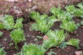 lettuce plant growing in vegetable garden. soil cultivation. Agricultural industry. Royalty Free Stock Photo