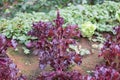 lettuce plant growing in vegetable garden. soil cultivation. Agricultural industry. Royalty Free Stock Photo