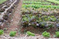 lettuce plant growing in vegetable garden. soil cultivation. Agricultural industry. Royalty Free Stock Photo