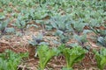 lettuce plant growing in vegetable garden. soil cultivation. Agricultural industry. Royalty Free Stock Photo