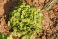 Lettuce plant in an orchar