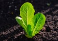 Lettuce plant from seedlings in an orchard