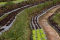 Lettuce planted in rows on a terraced hill